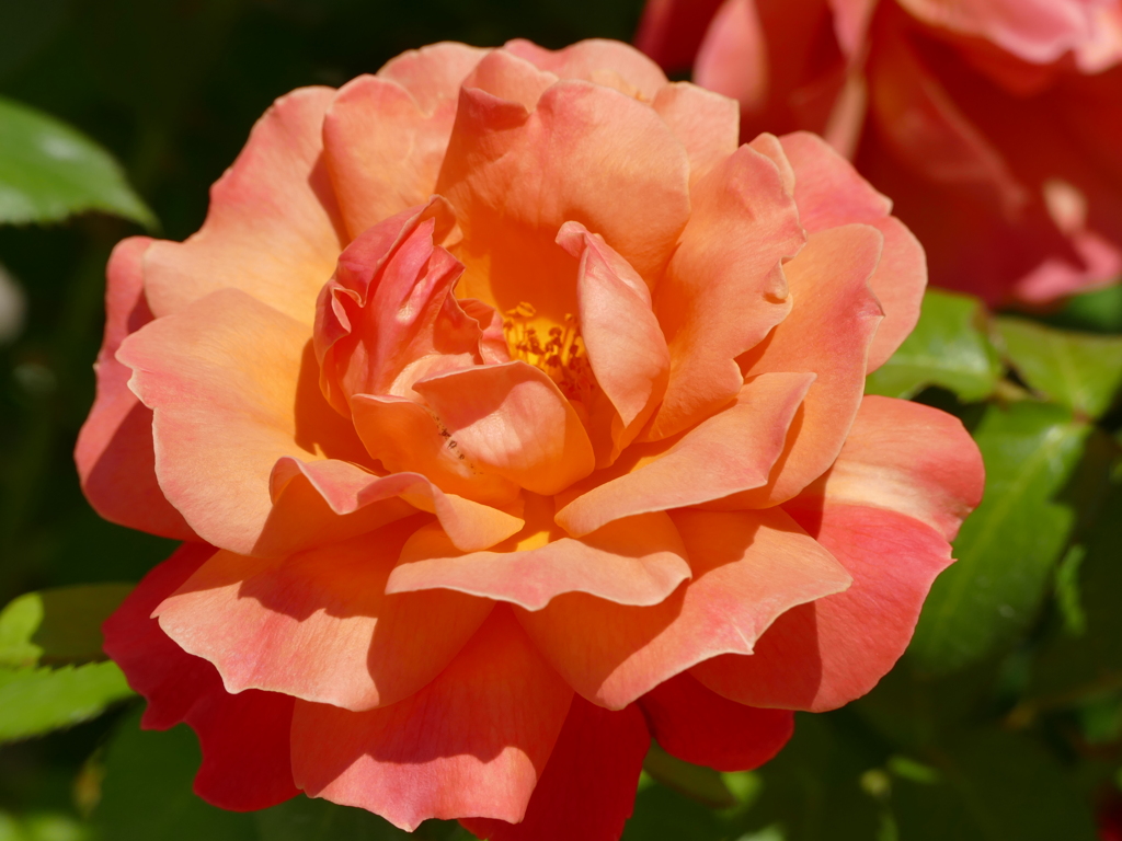 春の花15(バラ5)