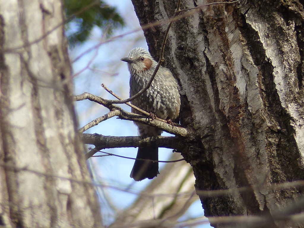 冬の里山で4(ヒヨドリ)