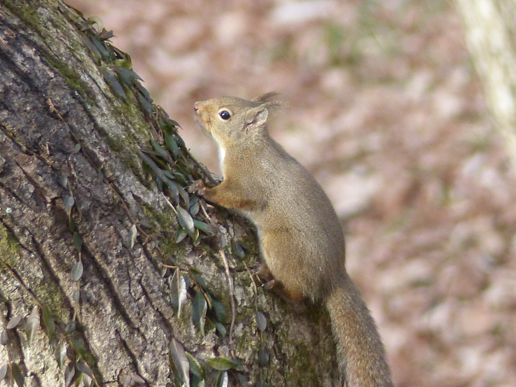 冬の里山で6(リス3)