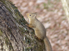 冬の里山で6(リス3)
