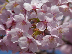 春の花