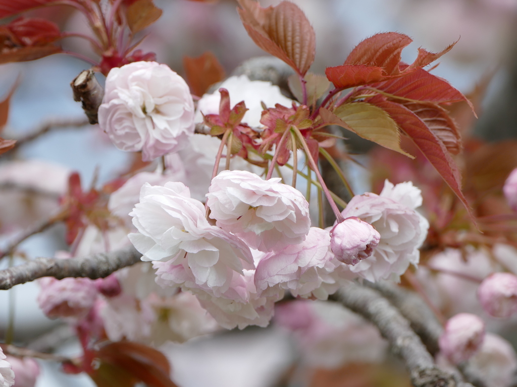 桜