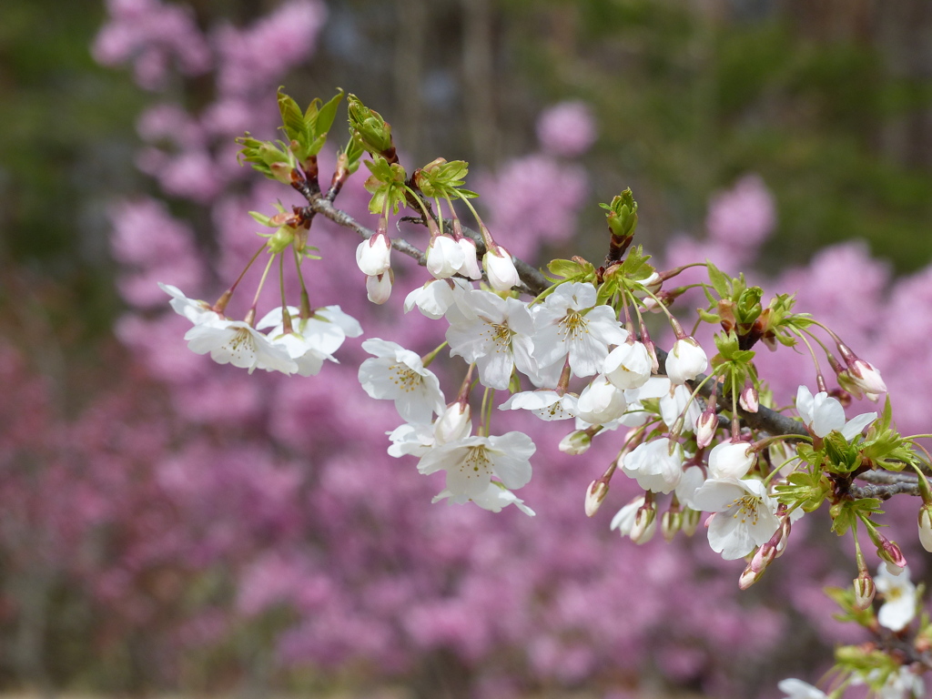 春の花3(桜2)