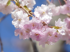 青空と桜