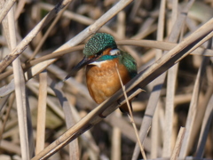 カワセミ