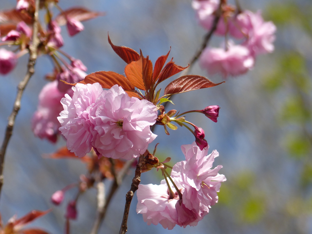 春16(春の花7)