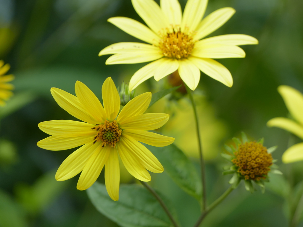 夏の花