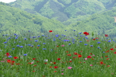 花畑で