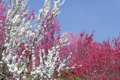 花やしき公園