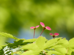 新緑の里山で