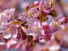 春の花1(河津桜)
