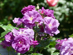 春の花18(バラ8)