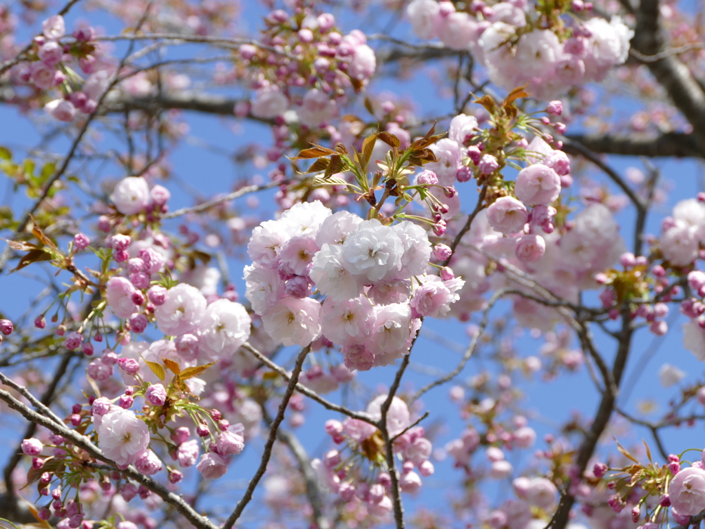 春13(春の花6)