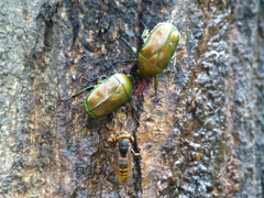 夏の里山で15昆虫(コガネムシ)