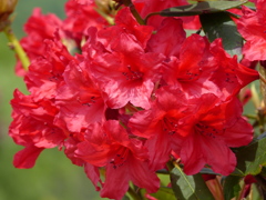 石楠花