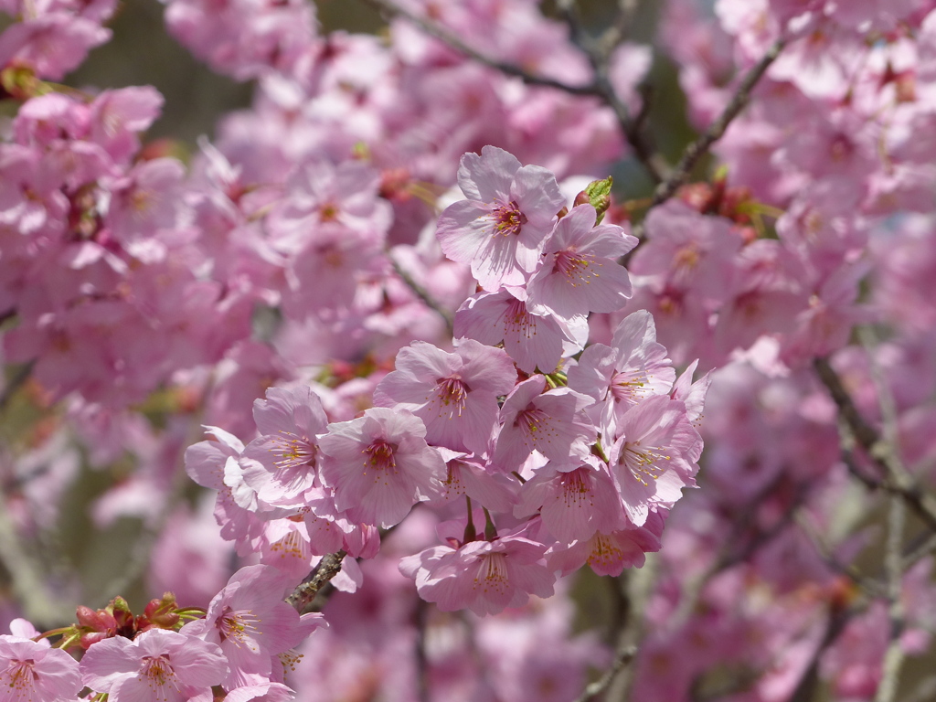 春の花4(桜4)