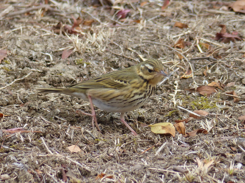 冬の里山で5(ビンズイ)