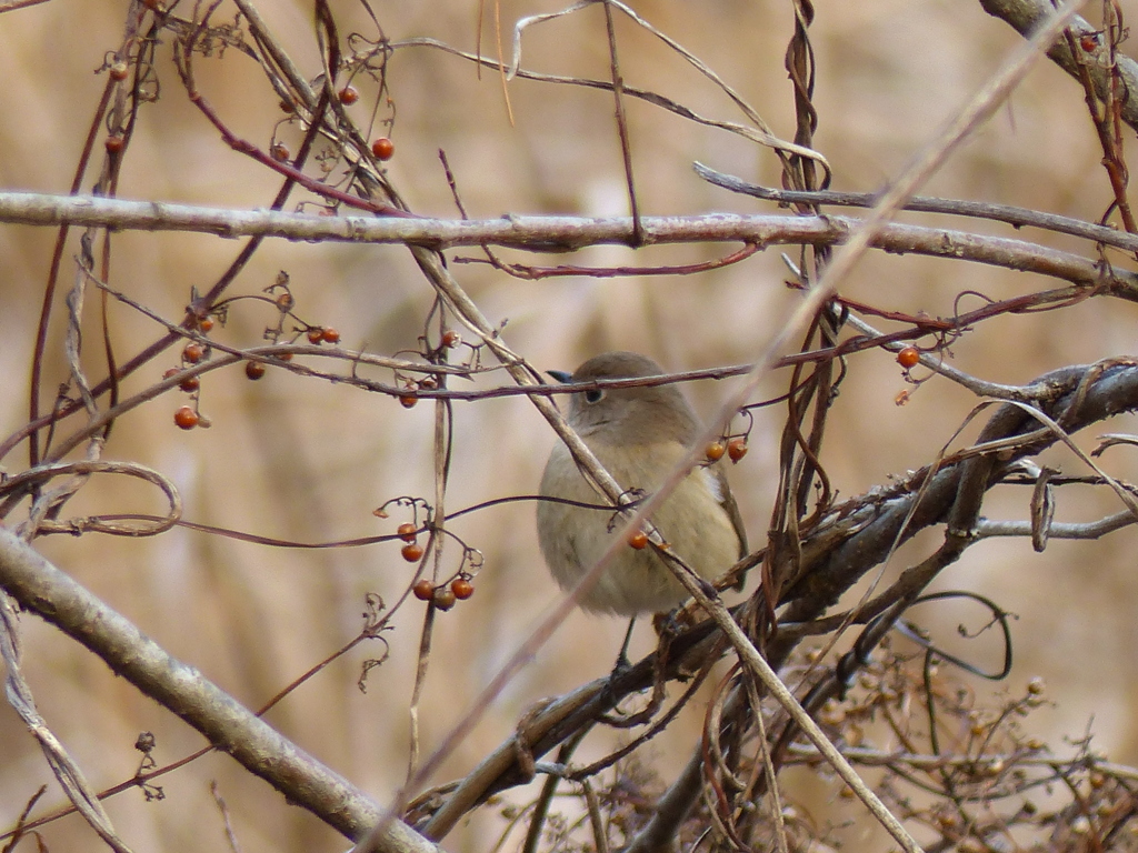 美人さん(ジョウビタキ）