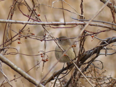 美人さん(ジョウビタキ）