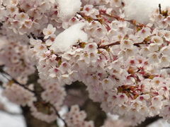 雪桜