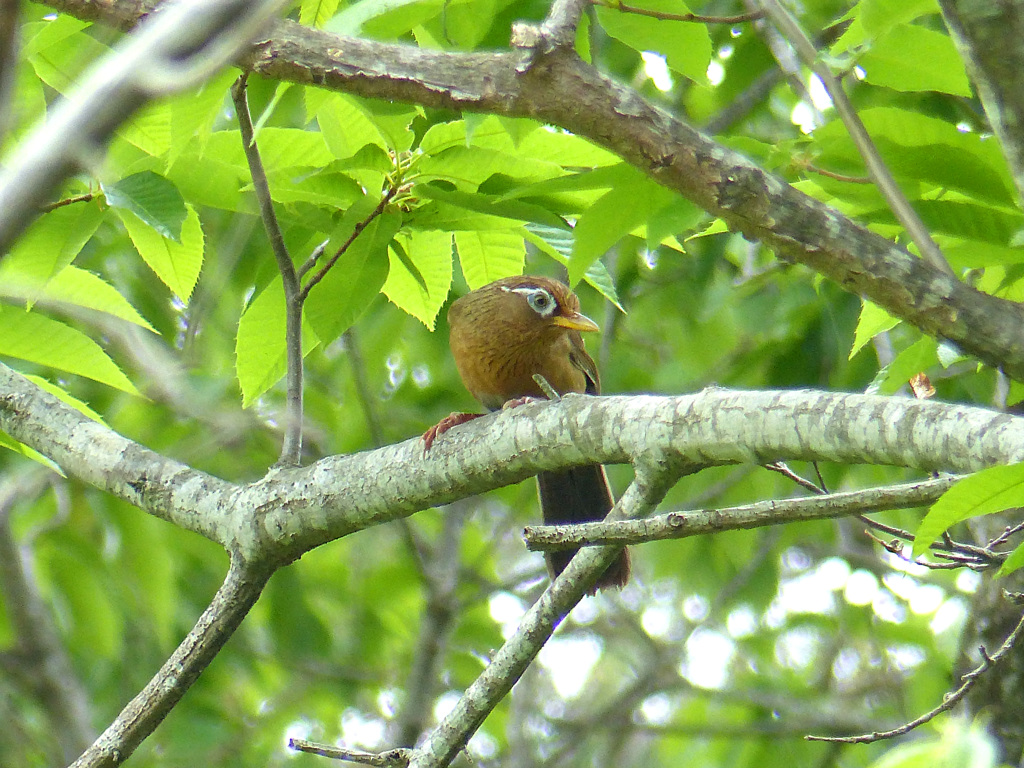 春の里山の小鳥たち　