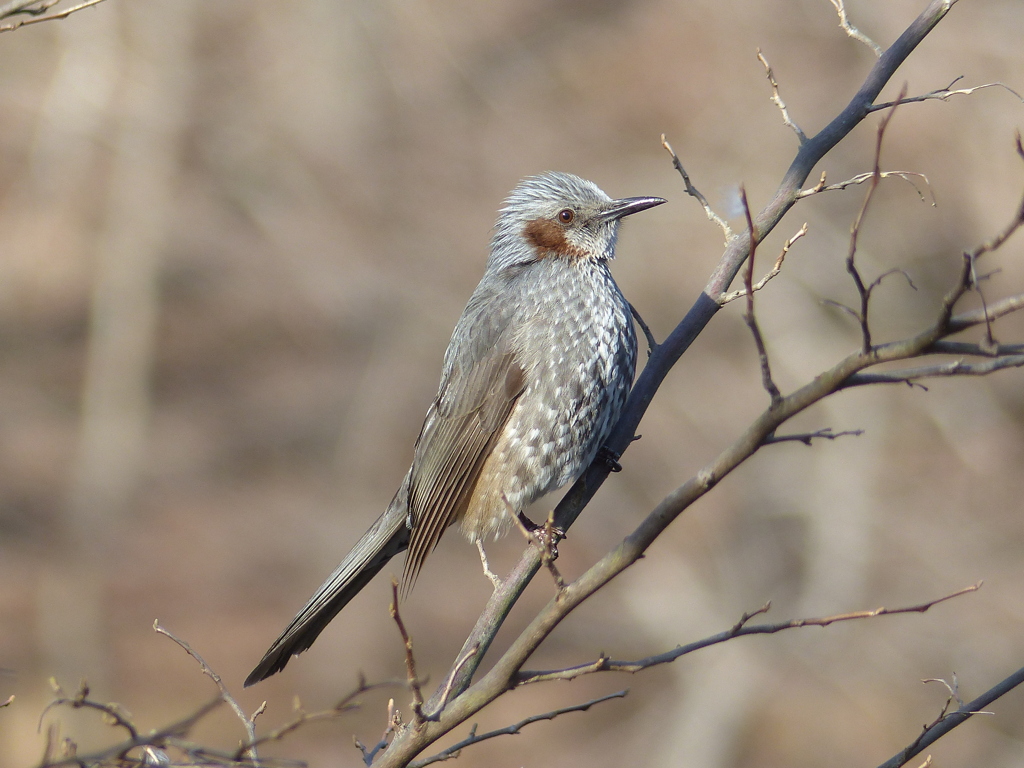冬の里山で(ヒヨドリ2)