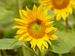 夏の花