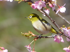 春の里山で1(河津桜とメジロ1)