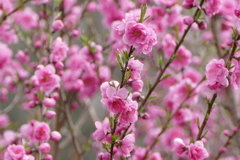 今日のべっぴんさん。