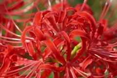 彼岸花