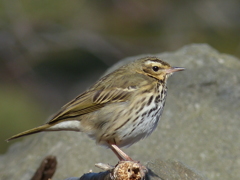 冬の里山で(ビンズイ)