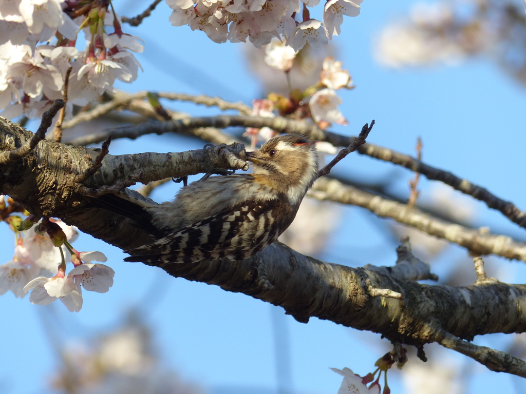 春の里山で