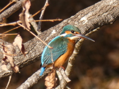 カワセミ
