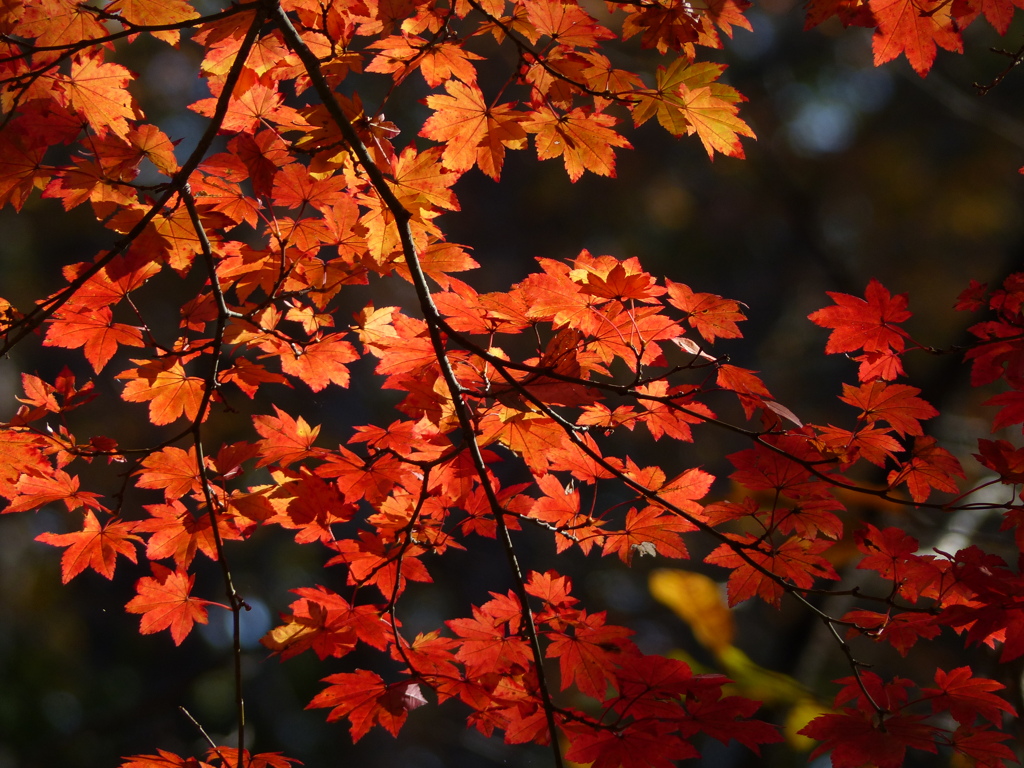 秋の里山で13(紅葉4）