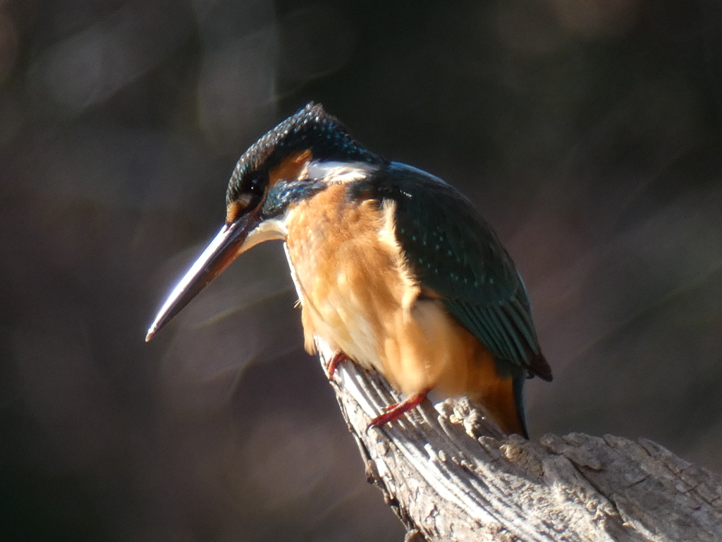 寒風に向かって