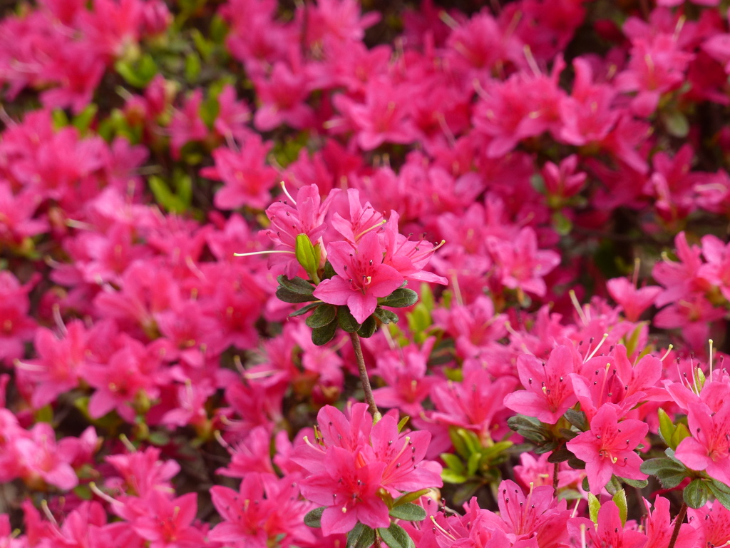 春の花7(つつじ2)