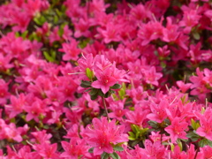春の花7(つつじ2)
