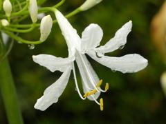夏の花