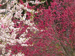 花もも
