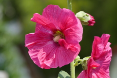 夏の花壇で