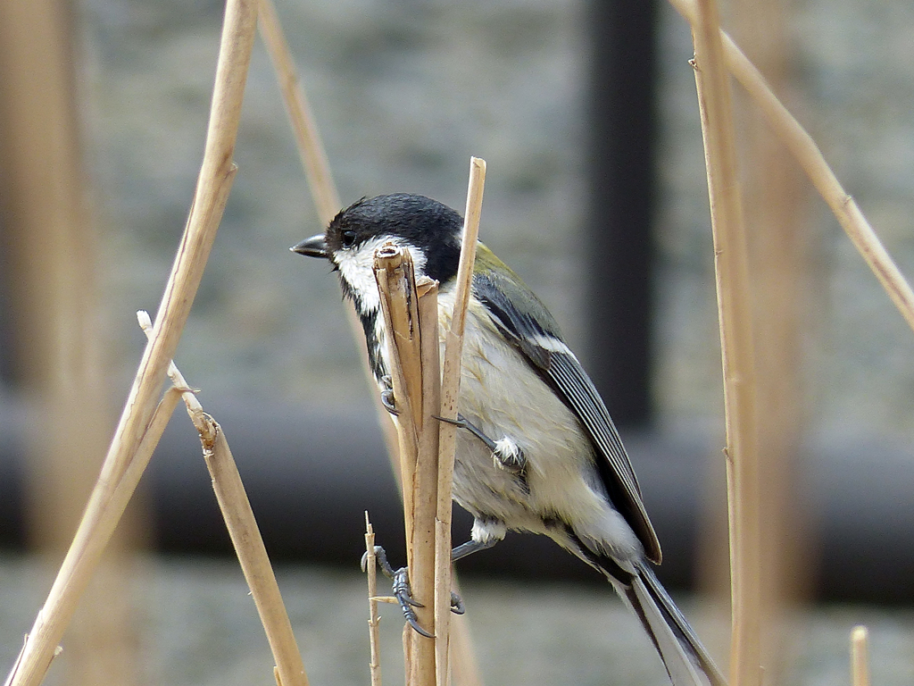 里山の冬鳥たち
