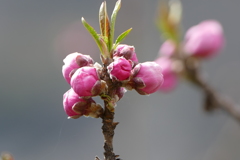 花桃