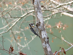 冬の里山で(コゲラ)    