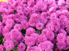 菊