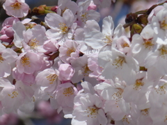 青空と桜