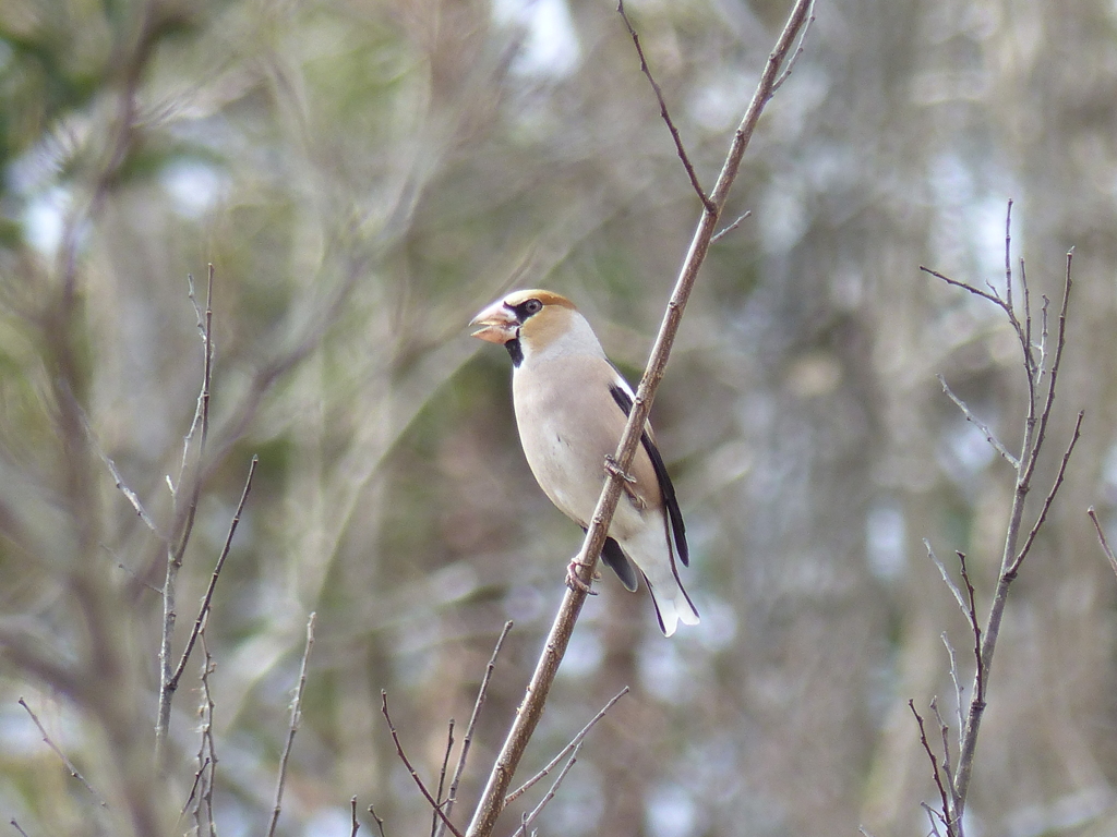 冬の里山で (シメ)