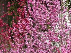 花もも