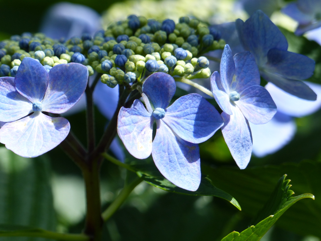 紫陽花