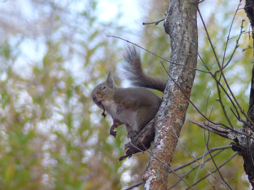 冬の里山で1(リス1)