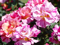 春の花16(バラ6)